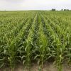 corn-field-2-lowres_6